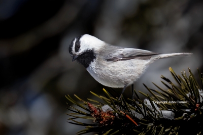 Mountain-Chickadee;One;Poecile-gambeli;avifauna;bird;birds;color-image;color-pho